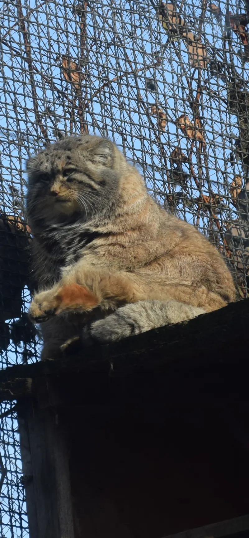 ブダペスト動物園・植物園のボフスの写真