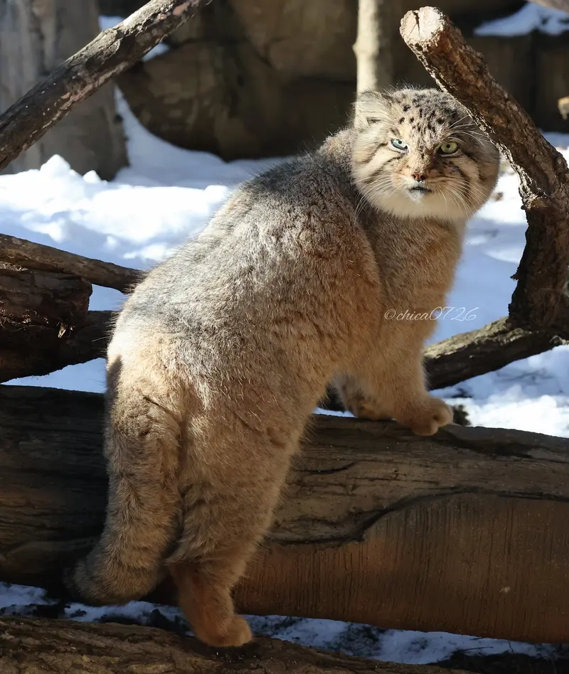 那須どうぶつ王国のボルの写真