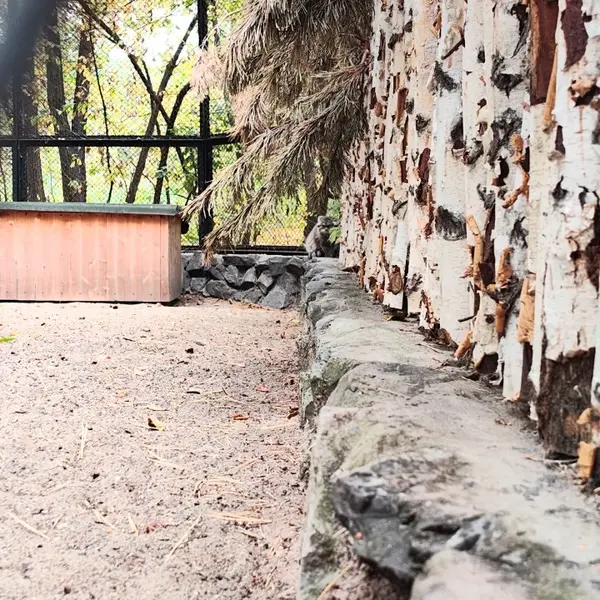 ノヴォシビルスク動物園のマヌルネコの写真