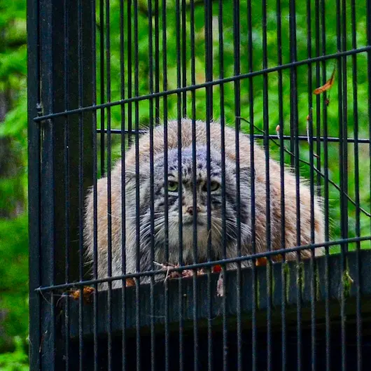 クラクフ動物園のジンギスの写真