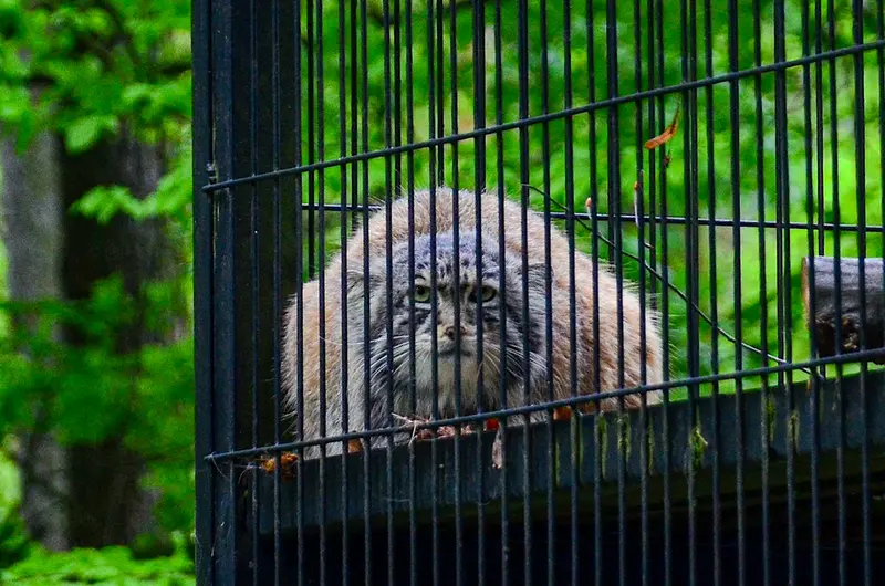 クラクフ動物園のジンギスの写真