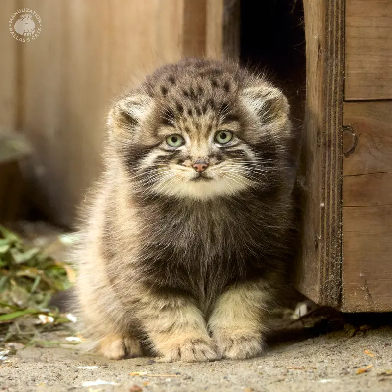 ノヴォシビルスク動物園のスネジャナの娘 b.2026 Ⅱの写真