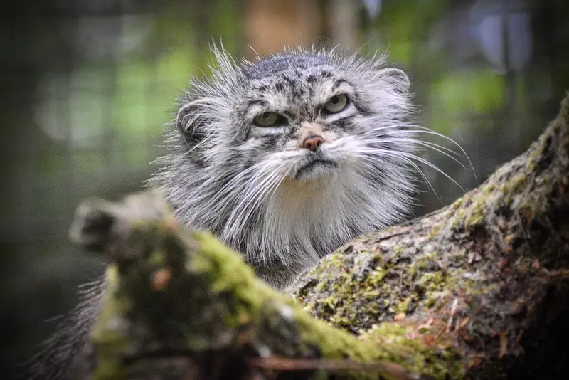 コッツウォルド・ワイルドライフ・パーク・アンド・ガーデンズのペネロペの写真