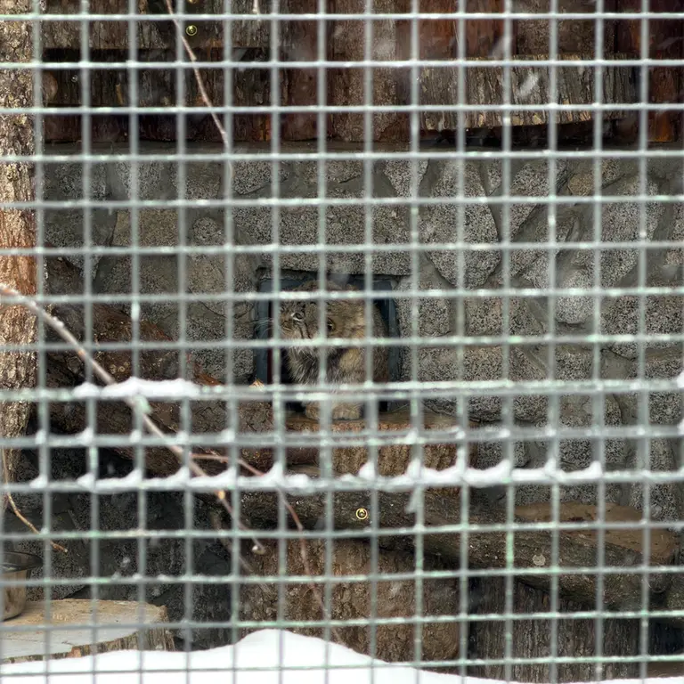 レニングラード動物園のスヴェンの写真