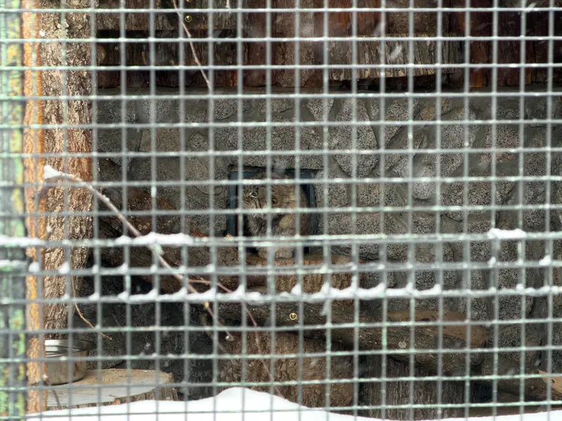 レニングラード動物園のスヴェンの写真