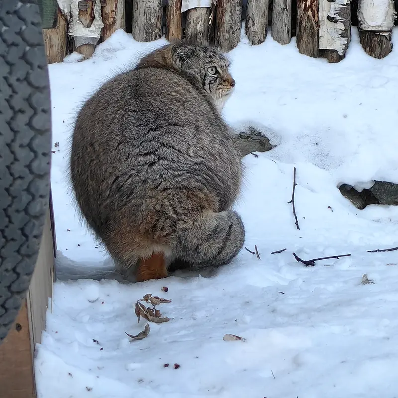 ノヴォシビルスク動物園のイヴの写真
