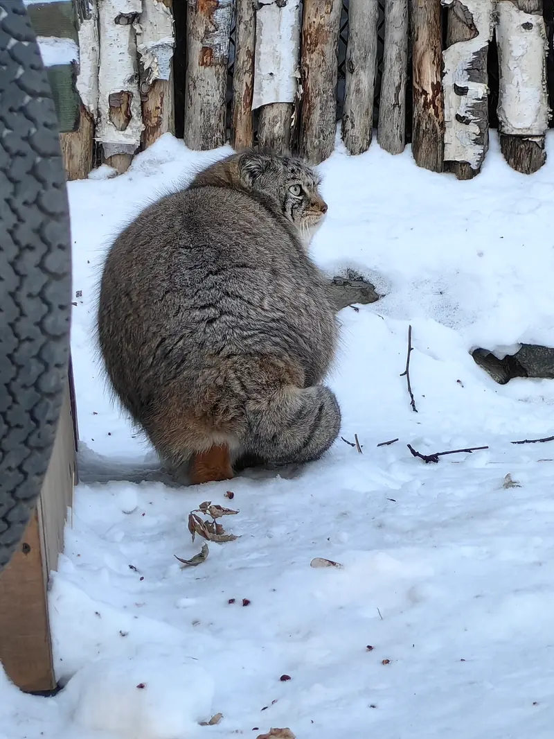 ノヴォシビルスク動物園のイヴの写真