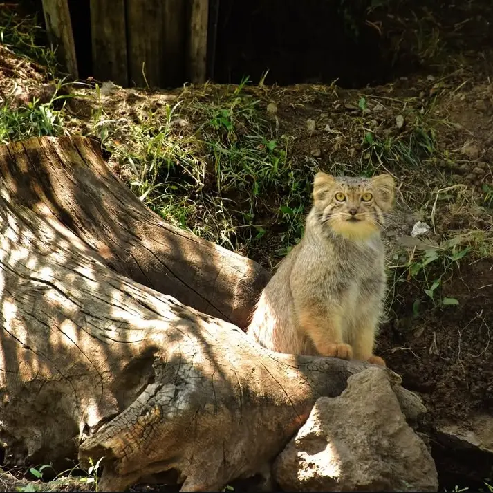 エレバン動物園のマノの写真