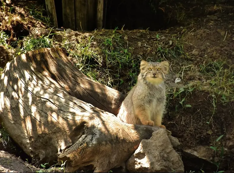 エレバン動物園のマノの写真
