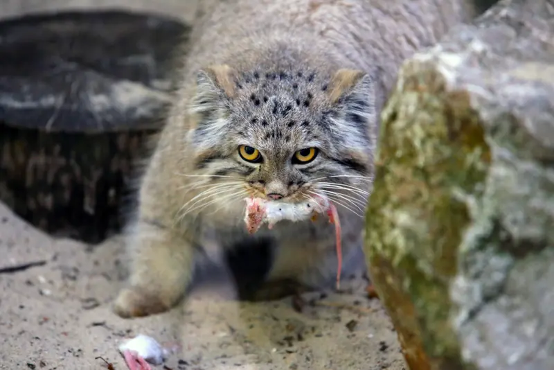コシツェ動物園のアラニの子（2026年生まれ）Ⅰの写真