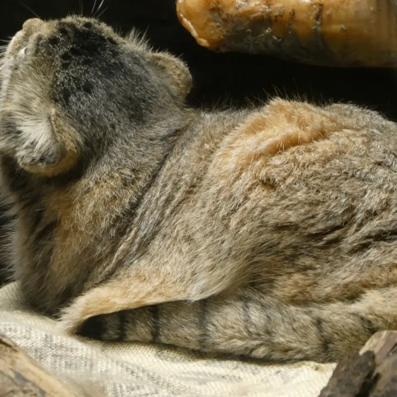 恩賜上野動物園のプリームラの写真