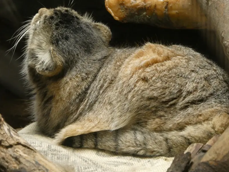 恩賜上野動物園のプリームラの写真