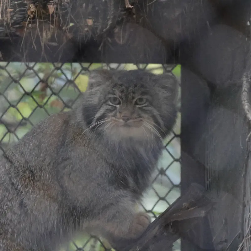 ノヴォシビルスク動物園のグレイの写真
