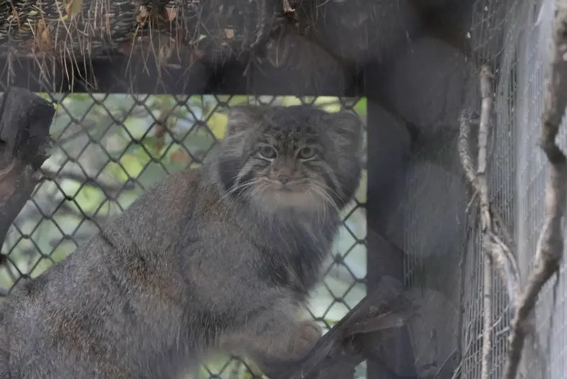 ノヴォシビルスク動物園のグレイの写真