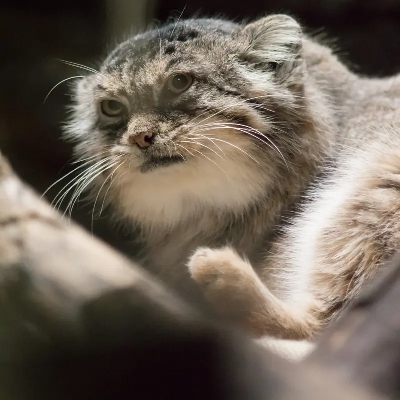 恩賜上野動物園のプリームラの写真