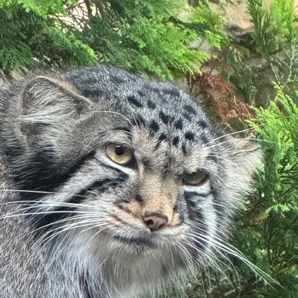 那須どうぶつ王国のナゴムの写真