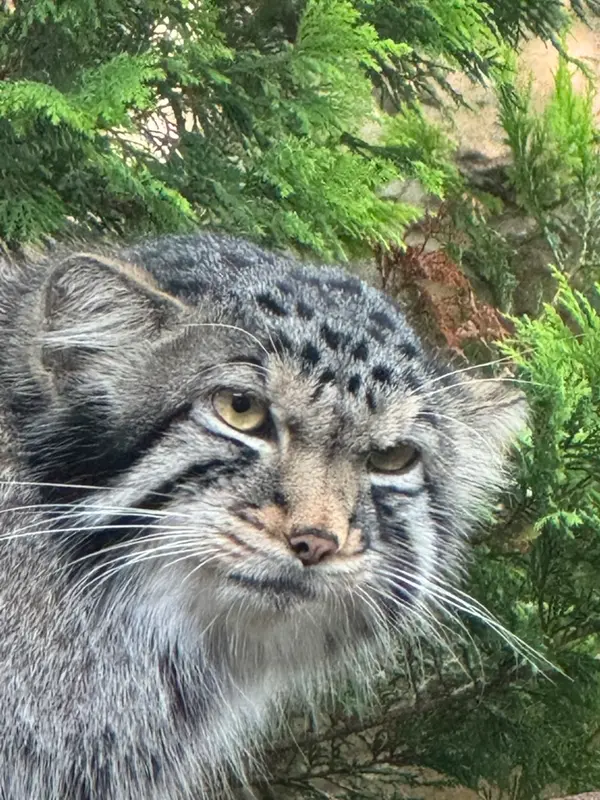 那須どうぶつ王国のナゴムの写真