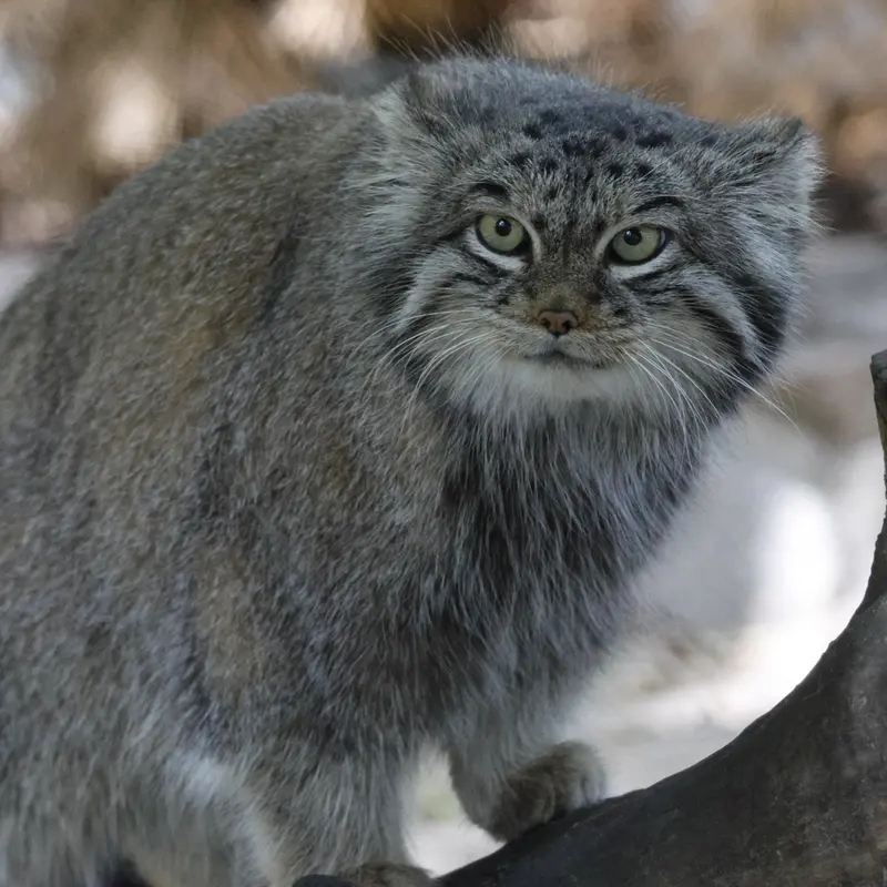 ノヴォシビルスク動物園のスネジンカの写真