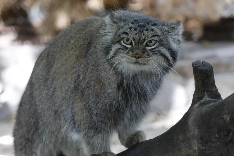 ノヴォシビルスク動物園のスネジンカの写真