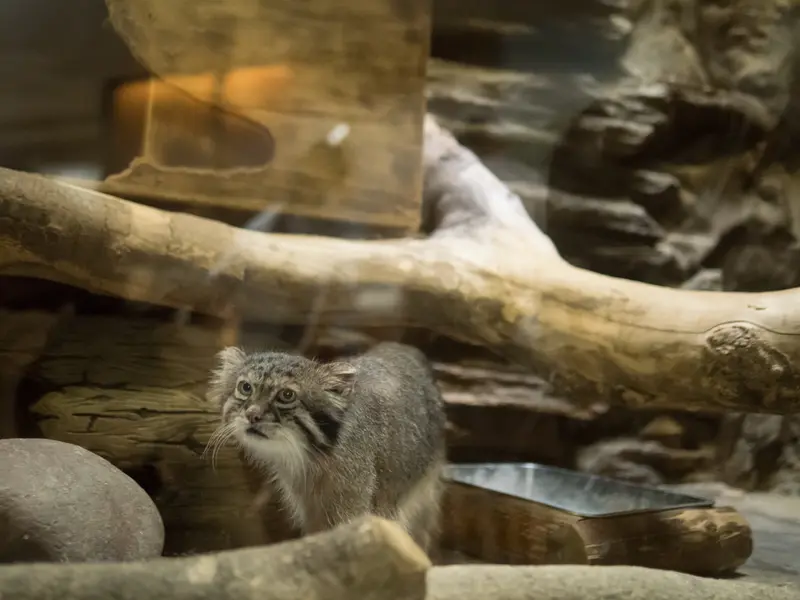 恩賜上野動物園のクリョンの写真
