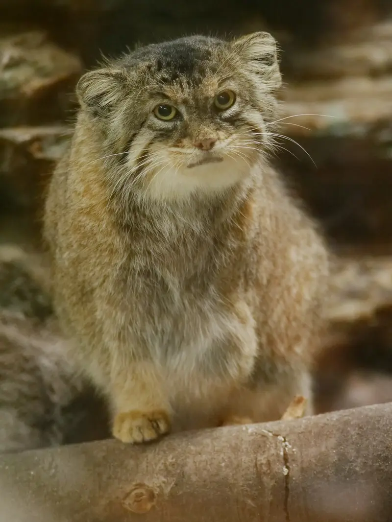 恩賜上野動物園のプリームラの写真