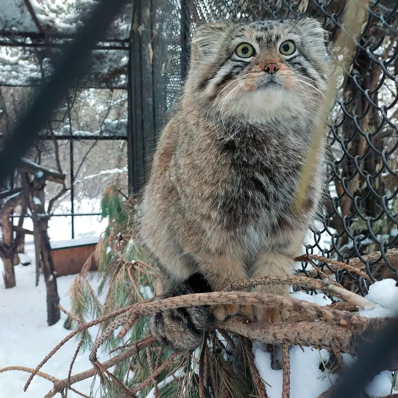 ノヴォシビルスク動物園のエルフの写真
