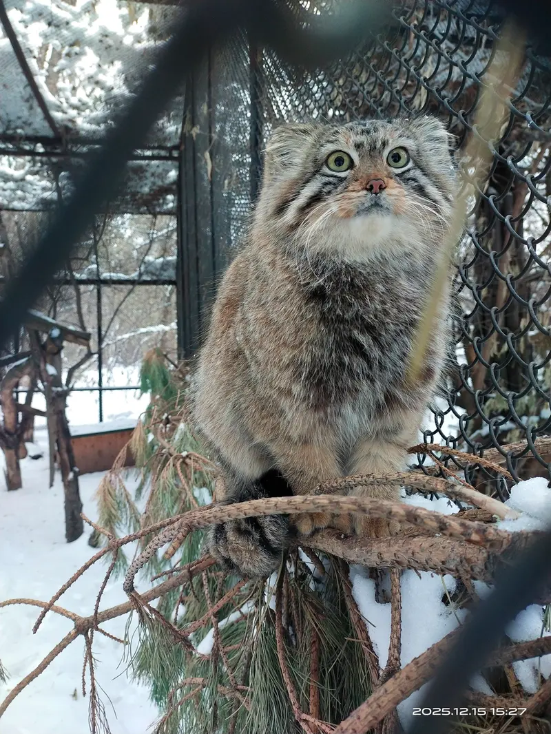 ノヴォシビルスク動物園のエルフの写真