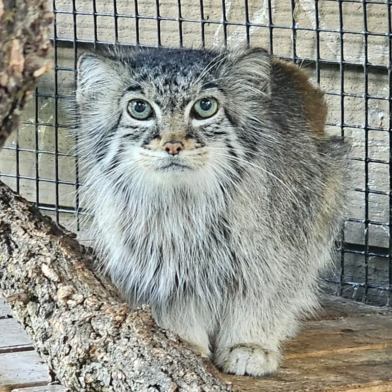ミラー・パーク動物園のノゾミの写真