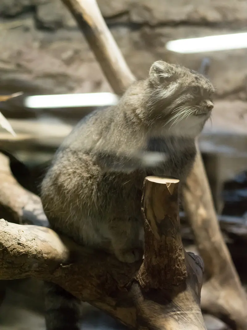 恩賜上野動物園のクリョンの写真
