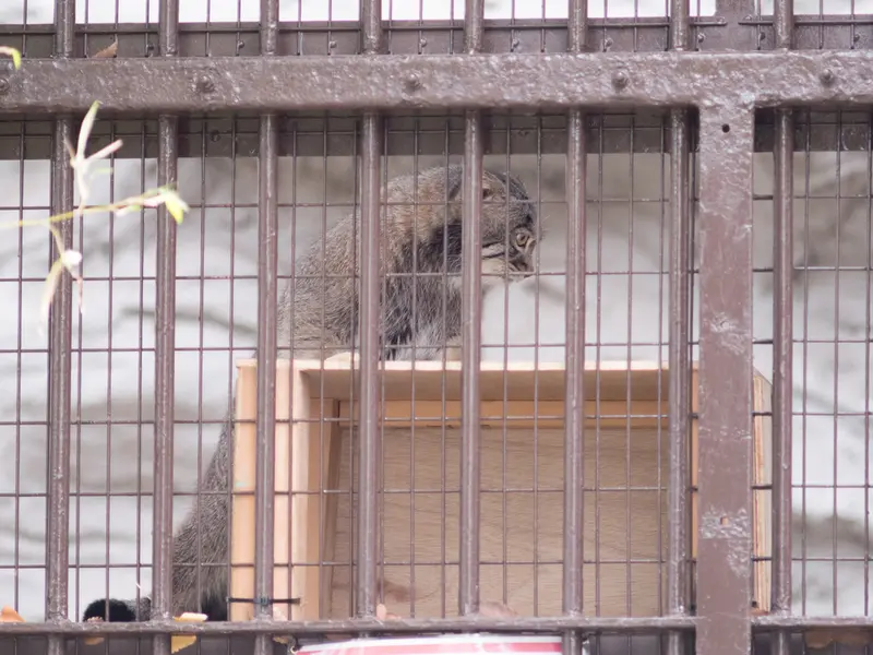 野毛山動物園のフィーガの写真