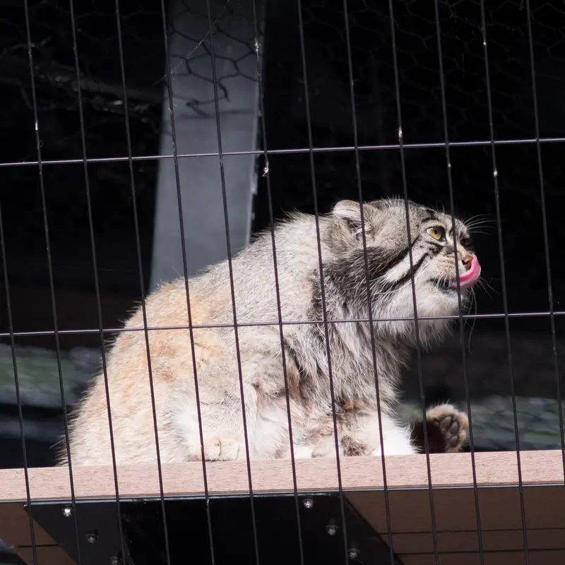 旭山動物園のグルーシャの写真