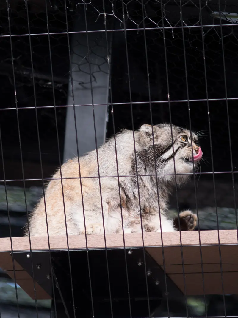 旭山動物園のグルーシャの写真