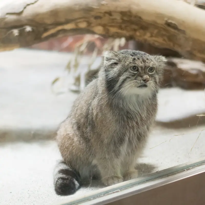 恩賜上野動物園のクリョンの写真