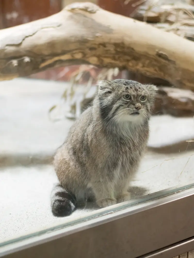 恩賜上野動物園のクリョンの写真