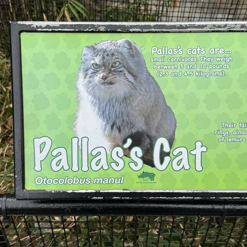 スミソニアン国立動物園のマヌルネコの写真