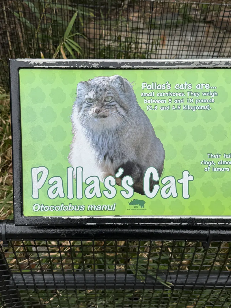 スミソニアン国立動物園のマヌルネコの写真