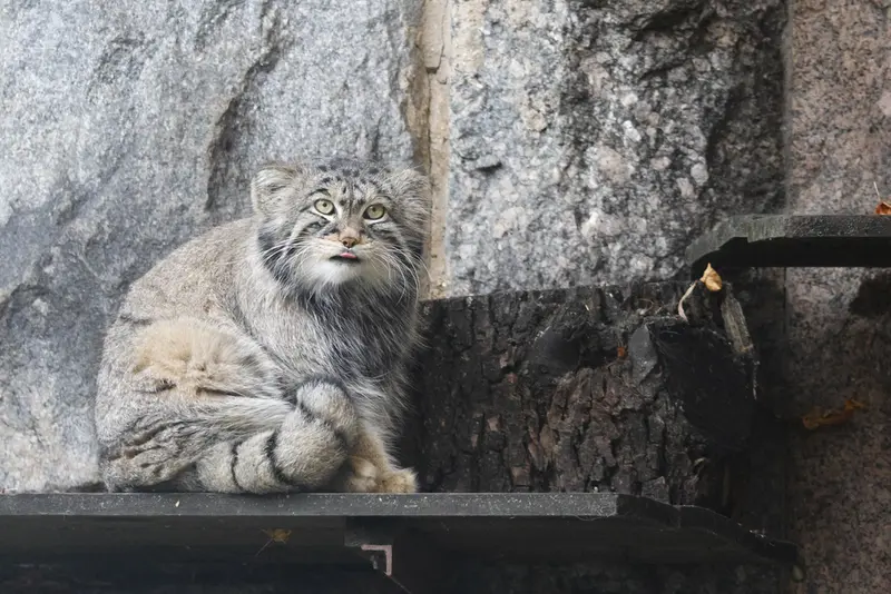 モスクワ動物園のティモフェイの写真