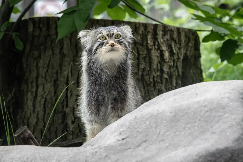 モスクワ動物園のティモフェイの写真