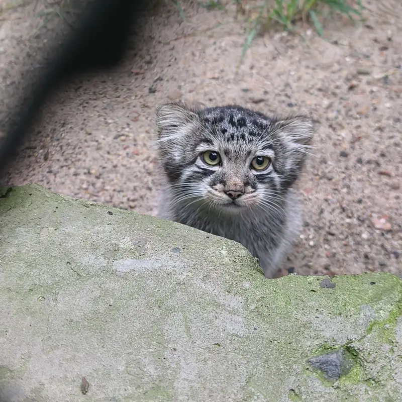 ノヴォシビルスク動物園のマヌルネコの写真