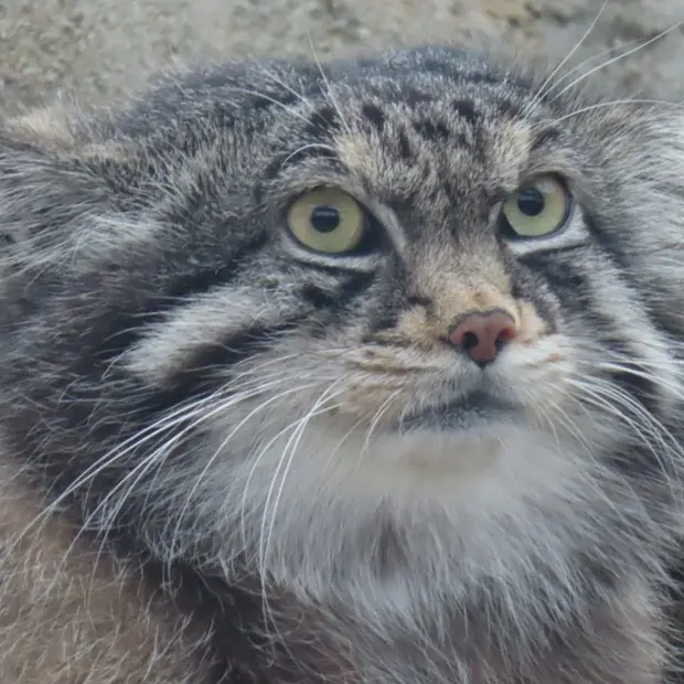 神戸市立王子動物園のイーリスの写真