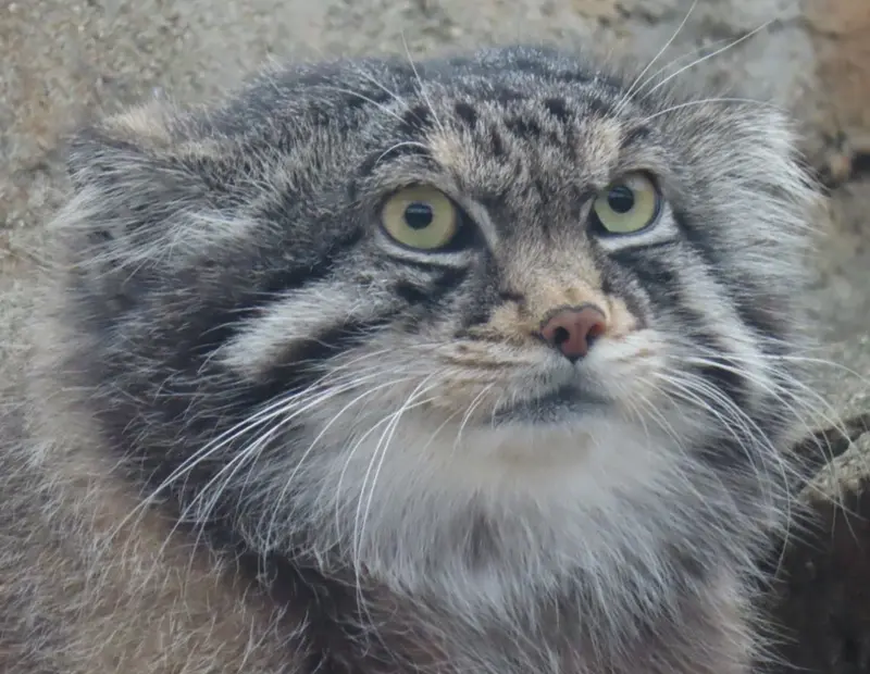 神戸市立王子動物園のイーリスの写真