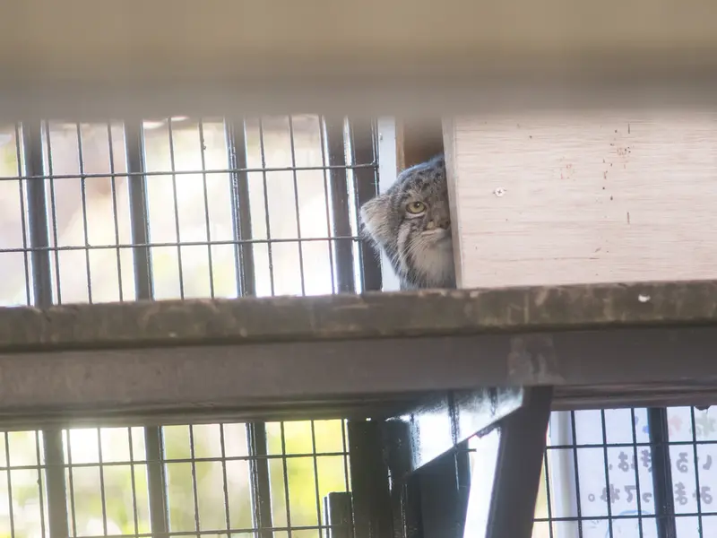 野毛山動物園のフィーガの写真