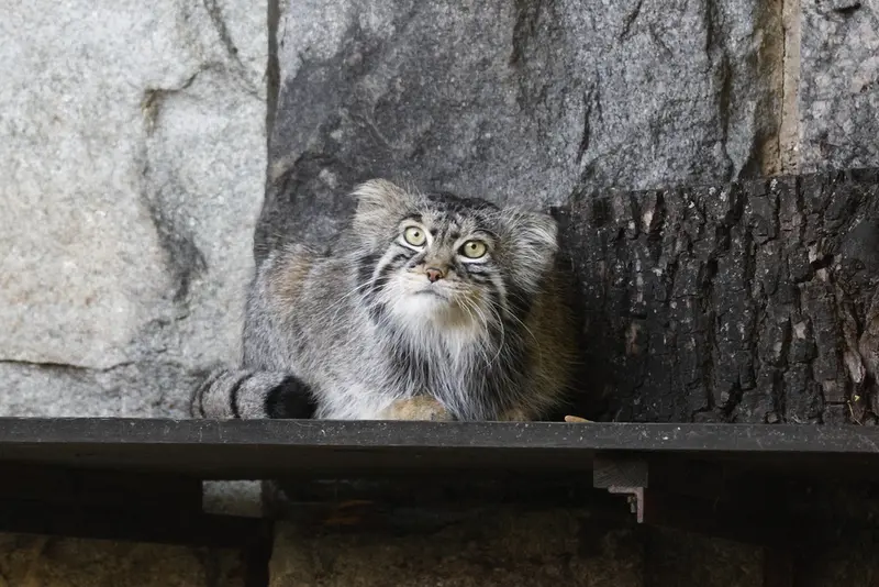 モスクワ動物園のティモフェイの写真
