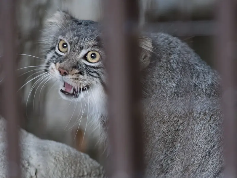 野毛山動物園のフィーガの写真