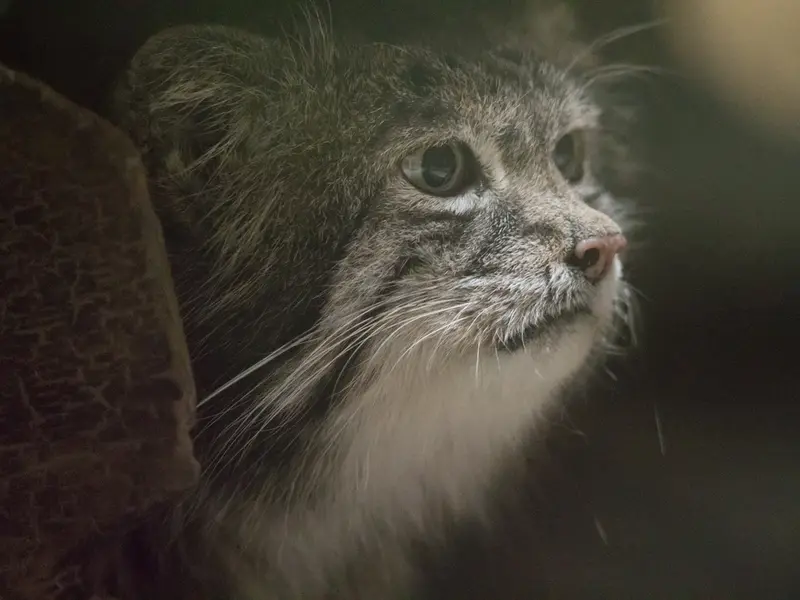 恩賜上野動物園のクリョンの写真