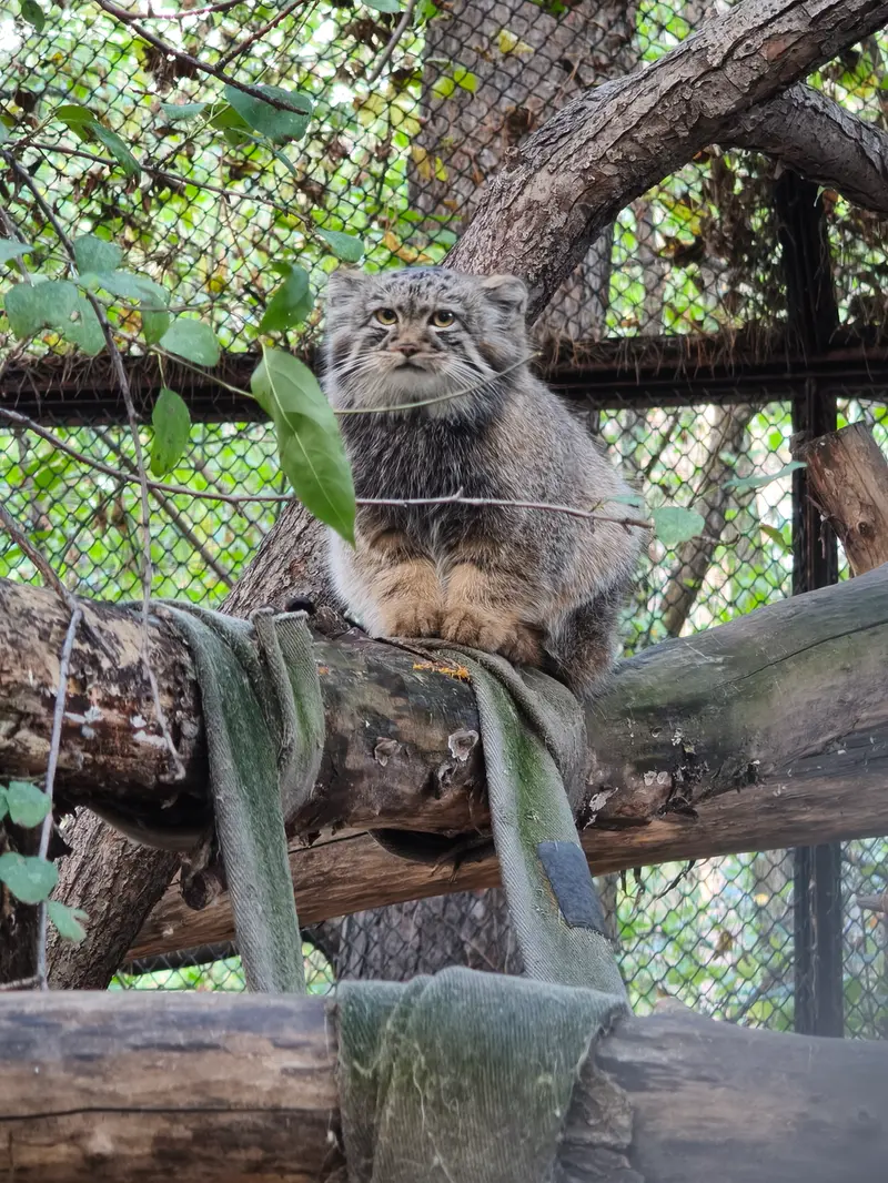 ノヴォシビルスク動物園のマヌルネコの写真
