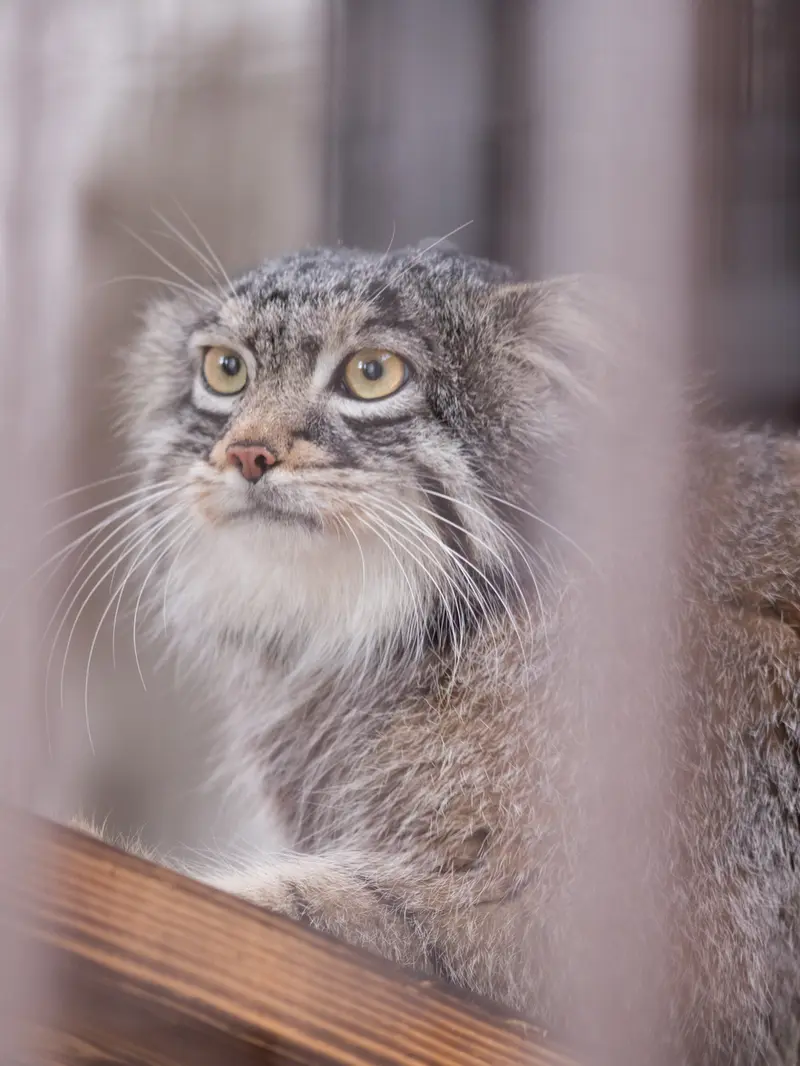 野毛山動物園のフィーガの写真