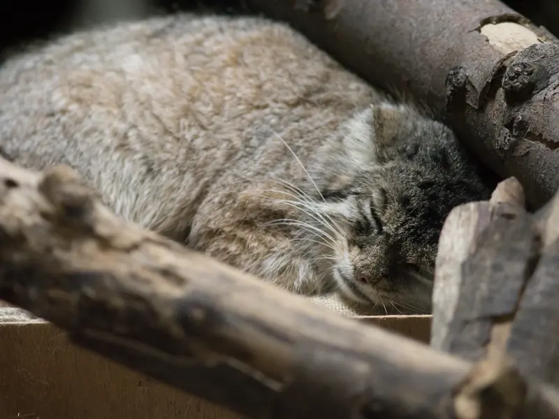 恩賜上野動物園のプリームラの写真
