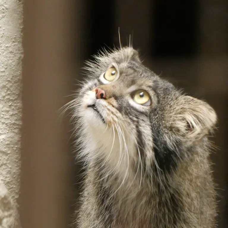 野毛山動物園のフィーガの写真