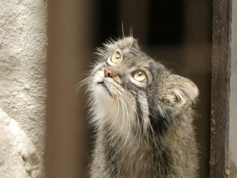 野毛山動物園のフィーガの写真